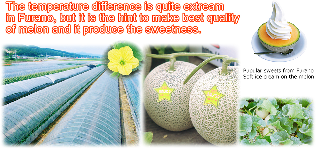 The temperature difference is quite extream in Furano, but it is the hint to make best quality of melon and it produce the sweetness.