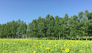 别墅用地以及周边设施以及富良野简介