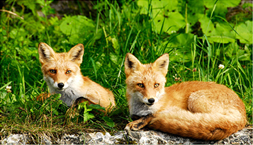 別荘用地と周辺施設と富良野紹介