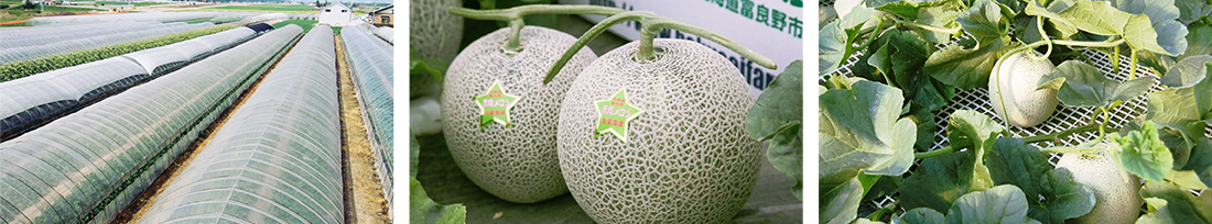 哈密瓜农园